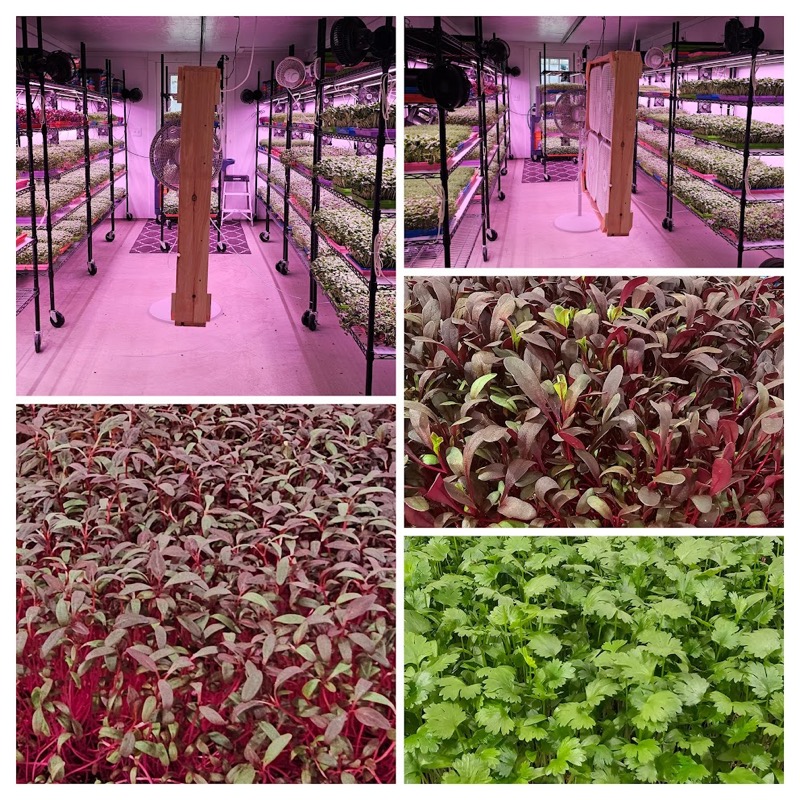 Close-up views of red and green microgreens alongside the grow room shelves
